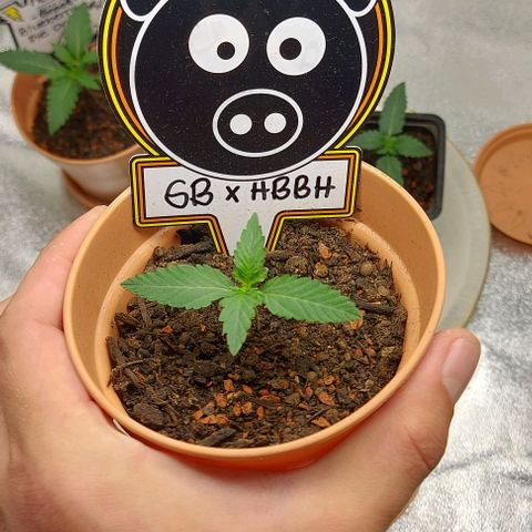 Mephisto Genetics  growlog timeline photo