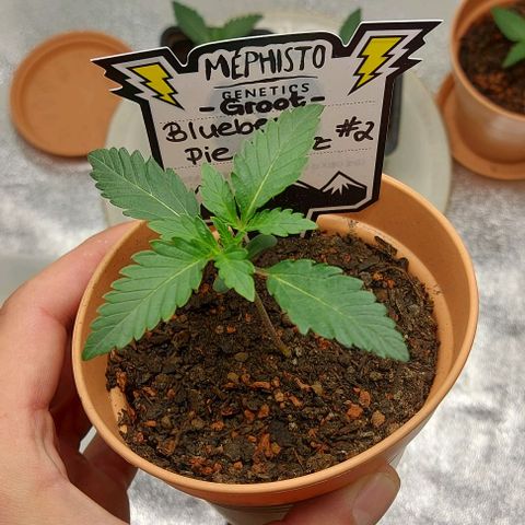 Mephisto Genetics  growlog timeline photo