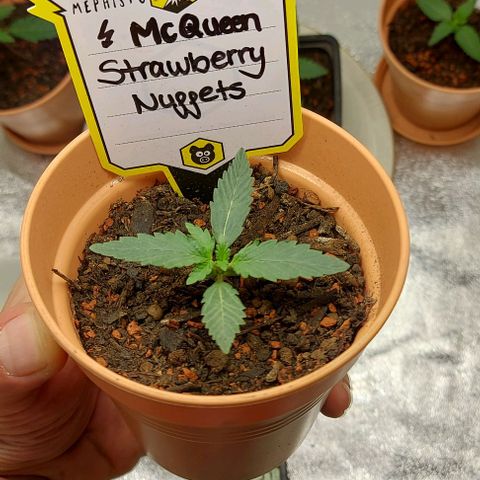 Mephisto Genetics  growlog timeline photo
