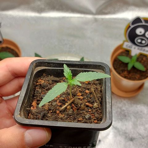 Mephisto Genetics  growlog timeline photo