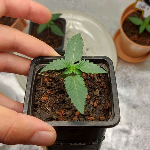 Mephisto Genetics  growlog timeline photo