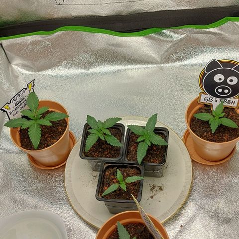 Mephisto Genetics  growlog timeline photo