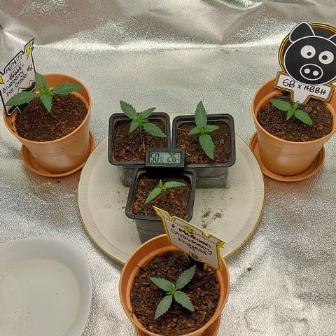 Mephisto Genetics  growlog timeline photo
