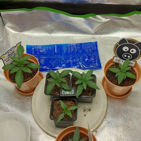 Mephisto Genetics  growlog timeline photo