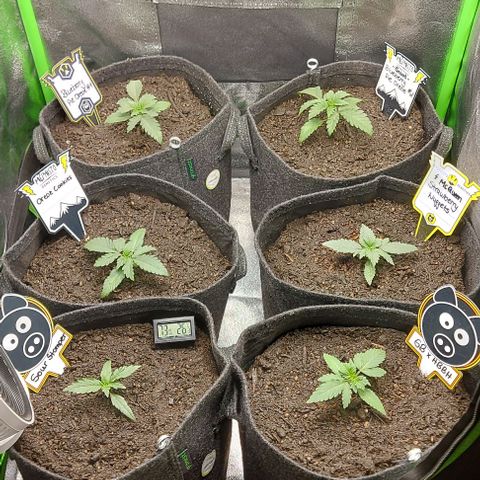 Mephisto Genetics  growlog timeline photo