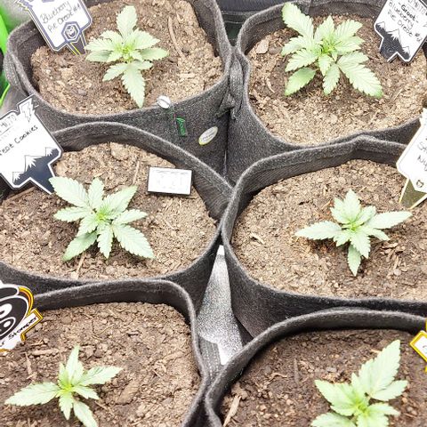 Mephisto Genetics  growlog timeline photo