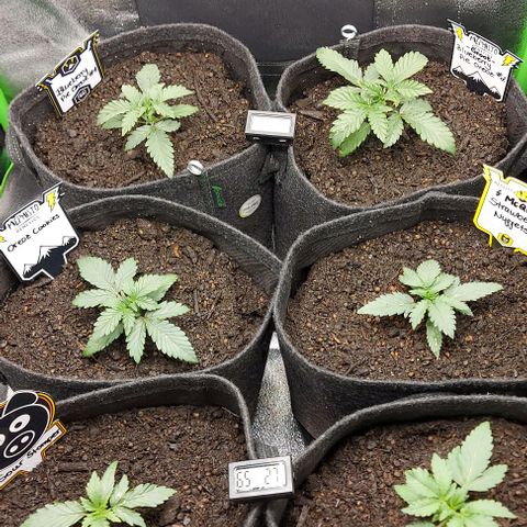 Mephisto Genetics  growlog timeline photo