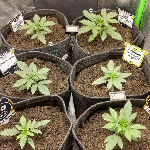 Mephisto Genetics  growlog timeline photo