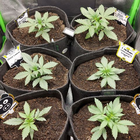 Mephisto Genetics  growlog timeline photo