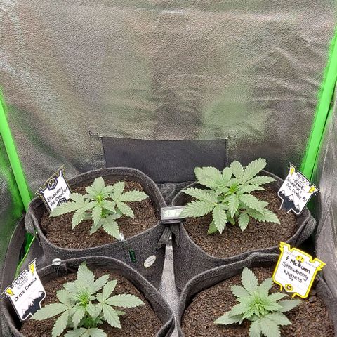 Mephisto Genetics  growlog timeline photo