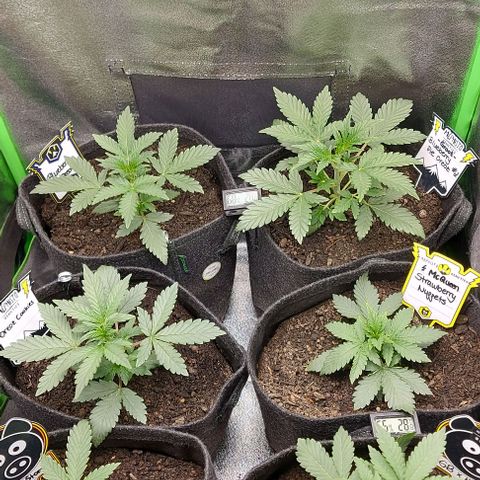 Mephisto Genetics  growlog timeline photo