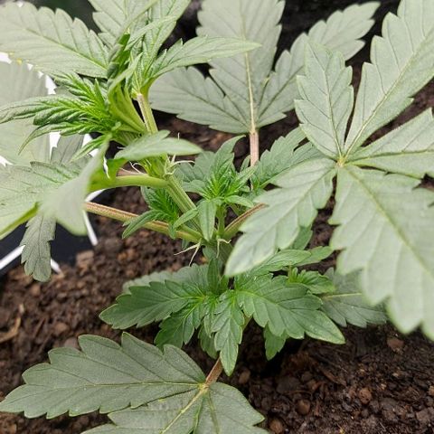 Mephisto Genetics  growlog timeline photo