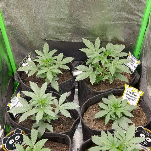 Mephisto Genetics  growlog timeline photo