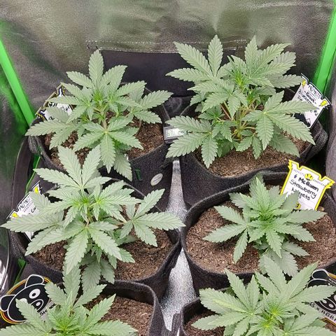 Mephisto Genetics  growlog timeline photo