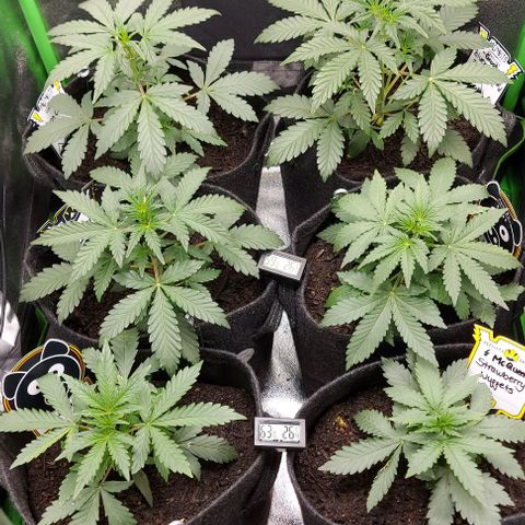 Mephisto Genetics  growlog timeline photo