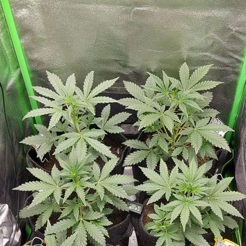 Mephisto Genetics  growlog timeline photo
