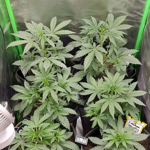 Mephisto Genetics  growlog timeline photo