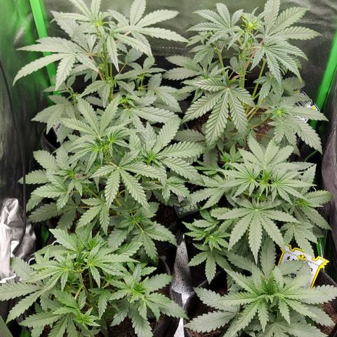 Mephisto Genetics  growlog timeline photo