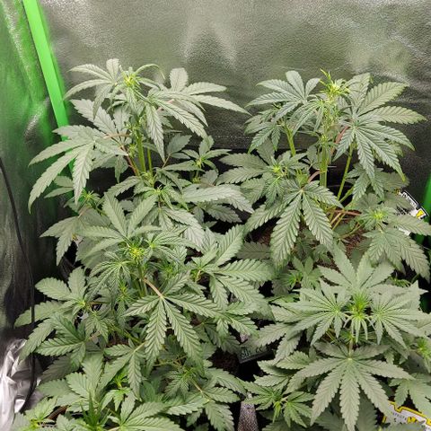 Mephisto Genetics  growlog timeline photo