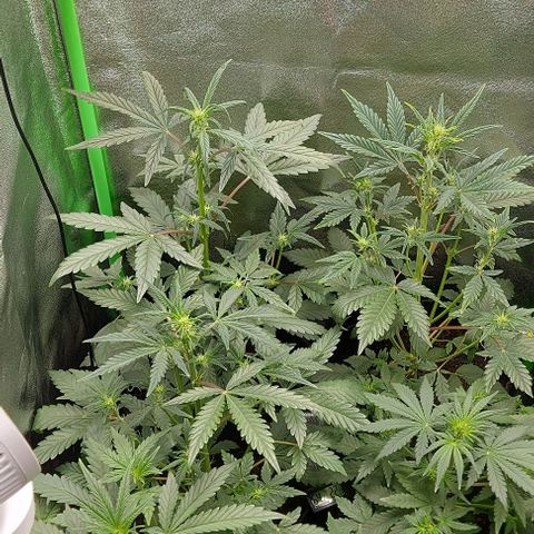 Mephisto Genetics  growlog timeline photo