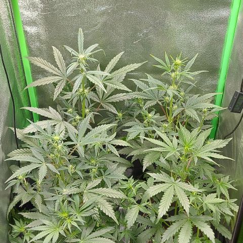 Mephisto Genetics  growlog timeline photo