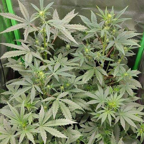 Mephisto Genetics  growlog timeline photo