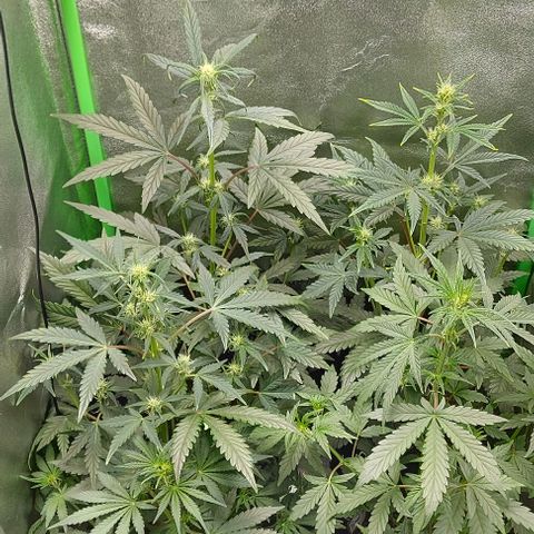 Mephisto Genetics  growlog timeline photo