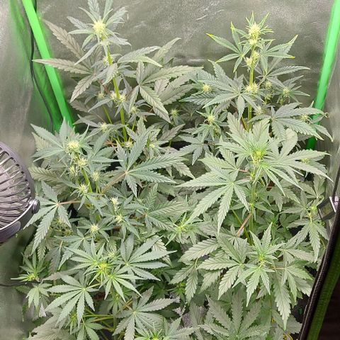 Mephisto Genetics  growlog timeline photo