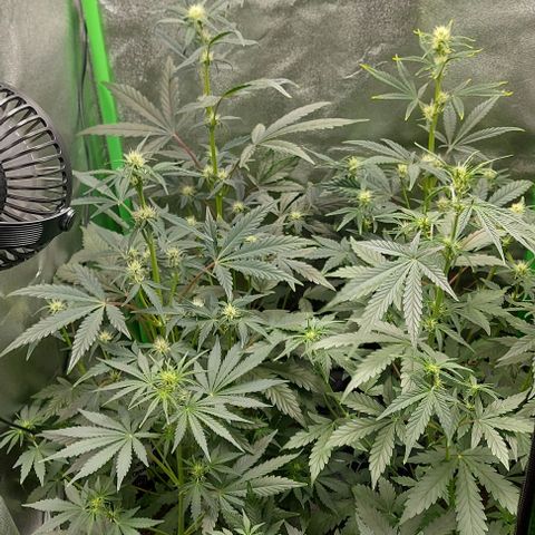 Mephisto Genetics  growlog timeline photo