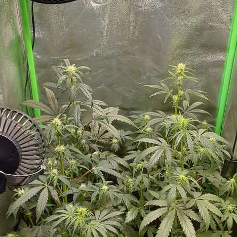 Mephisto Genetics  growlog timeline photo