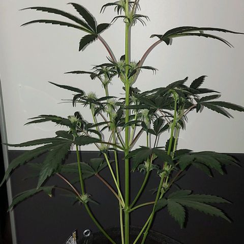Mephisto Genetics  growlog timeline photo