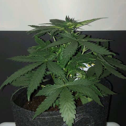 Mephisto Genetics  growlog timeline photo