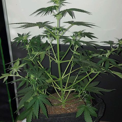 Mephisto Genetics  growlog timeline photo