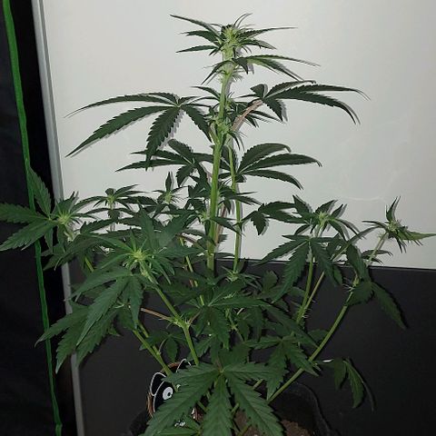Mephisto Genetics  growlog timeline photo