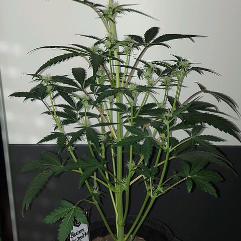 Mephisto Genetics  growlog timeline photo