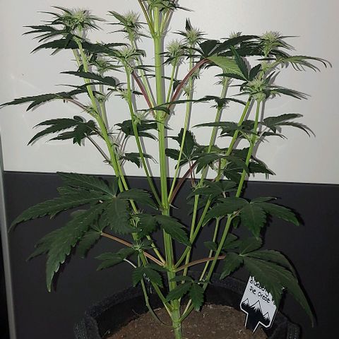 Mephisto Genetics  growlog timeline photo