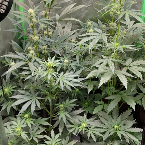 Mephisto Genetics  growlog timeline photo