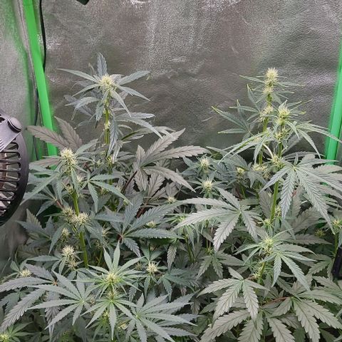 Mephisto Genetics  growlog timeline photo