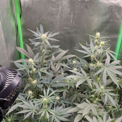 Mephisto Genetics  growlog timeline photo