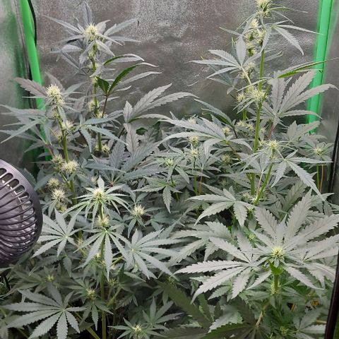 Mephisto Genetics  growlog timeline photo