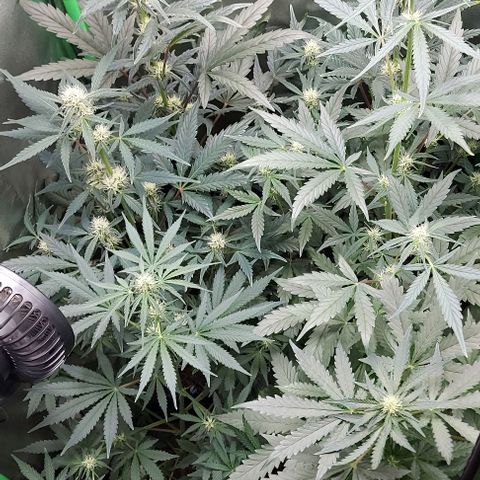 Mephisto Genetics  growlog timeline photo