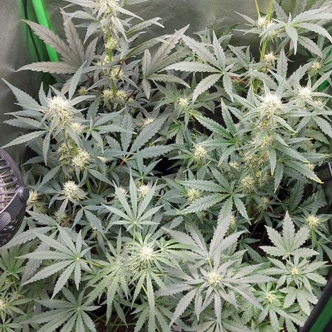 Mephisto Genetics  growlog timeline photo