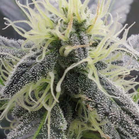 Mephisto Genetics  growlog timeline photo