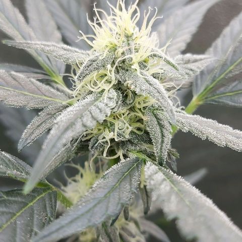 Mephisto Genetics  growlog timeline photo