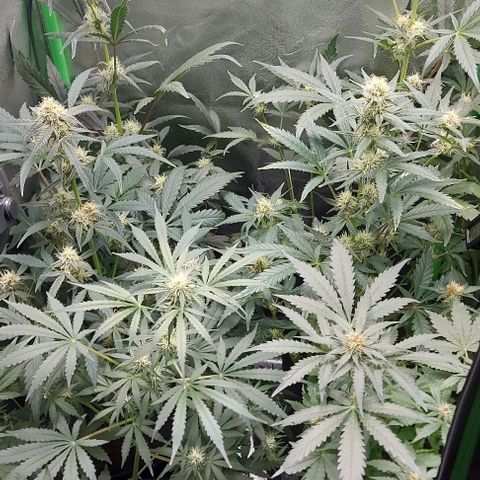 Mephisto Genetics  growlog timeline photo