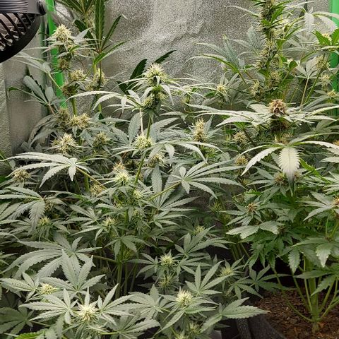 Mephisto Genetics  growlog timeline photo