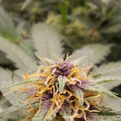 Mephisto Genetics  growlog timeline photo