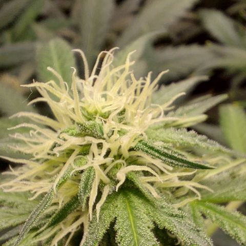 Mephisto Genetics  growlog timeline photo
