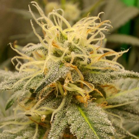 Mephisto Genetics  growlog timeline photo