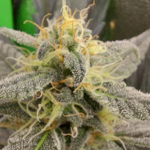 Mephisto Genetics  growlog timeline photo